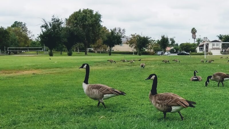 College Park - Irvine, CA