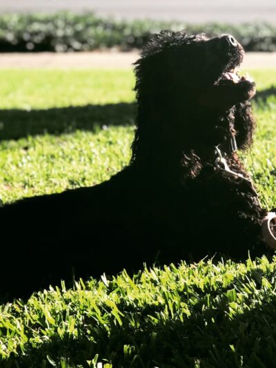 Culverdale Wilderness Park - Irvine, CA