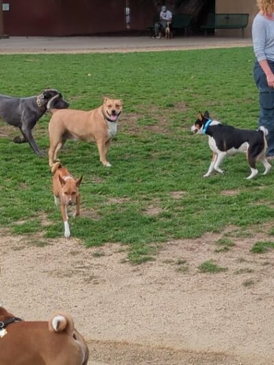 Irvine Central Bark - Irvine, CA
