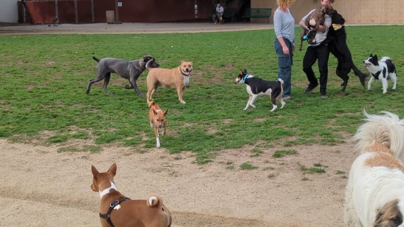 Irvine Central Bark - Irvine, CA