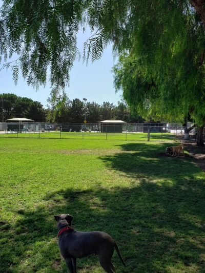 Irvine Central Bark - Irvine, CA