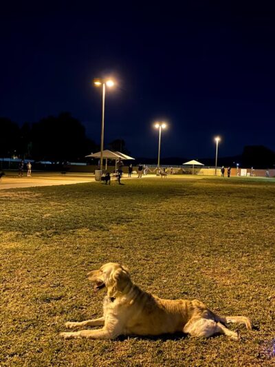 Irvine Central Bark - Irvine, CA
