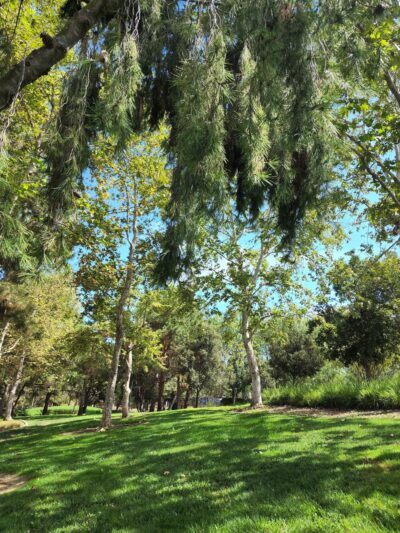 Knollcrest Park - Irvine, CA