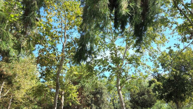 Knollcrest Park - Irvine, CA