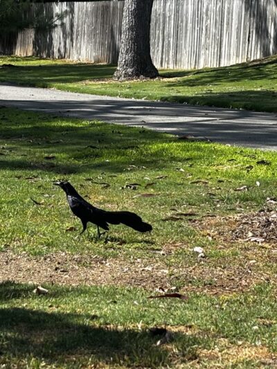 Ranch Park - Irvine, CA