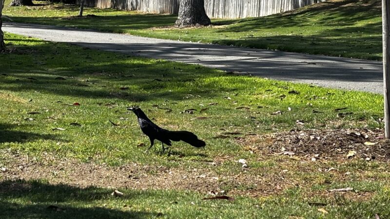 Ranch Park - Irvine, CA