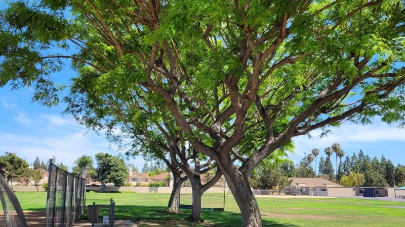 San Leandro Park - Irvine, CA