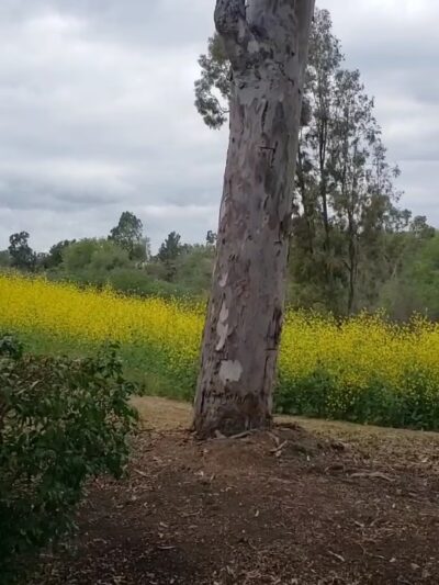 Turtle Rock Preserve and Trail - Irvine, CA