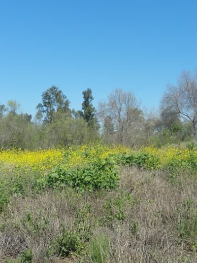 Turtle Rock Preserve and Trail - Irvine, CA