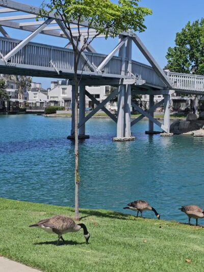 water fountain and dog water fountain - Irvine, CA