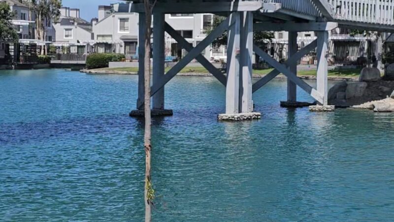 water fountain and dog water fountain - Irvine, CA