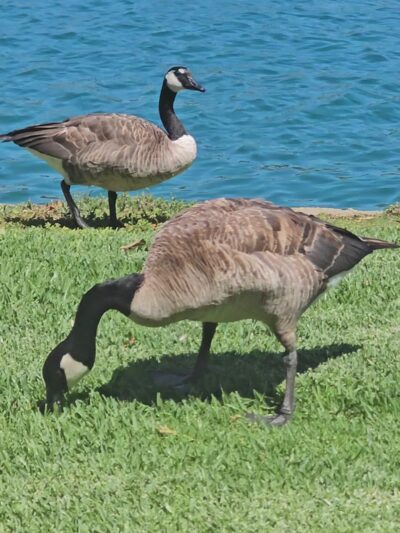 water fountain and dog water fountain - Irvine, CA