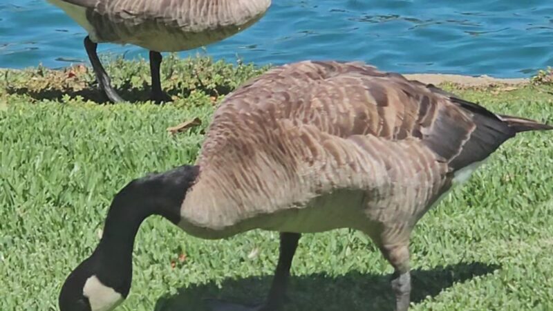 water fountain and dog water fountain - Irvine, CA