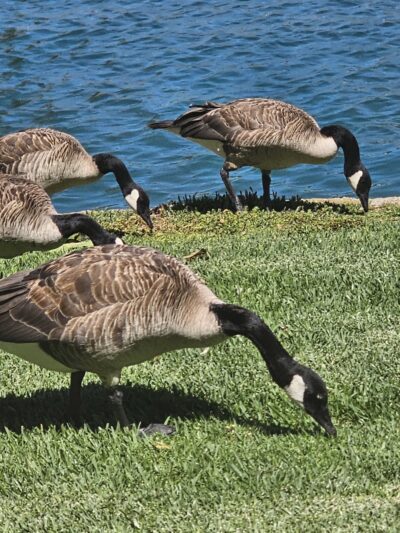 water fountain and dog water fountain - Irvine, CA