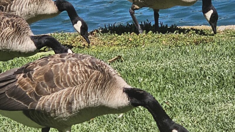 water fountain and dog water fountain - Irvine, CA