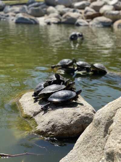 William R Mason Regional Park - Irvine, CA
