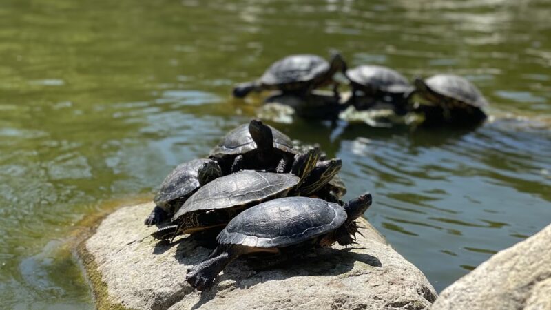 William R Mason Regional Park - Irvine, CA