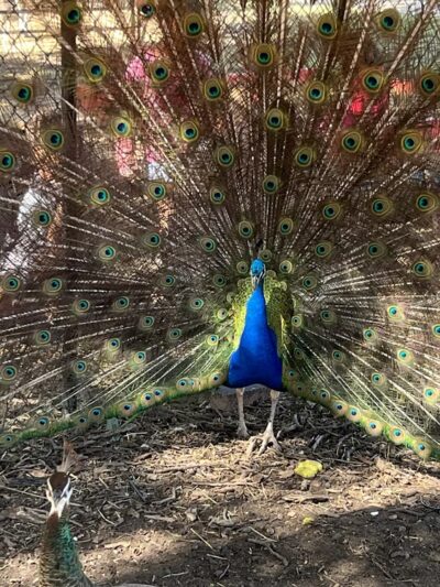 Fritz Park - Irving, TX