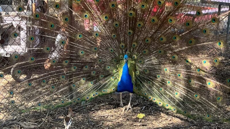 Fritz Park - Irving, TX