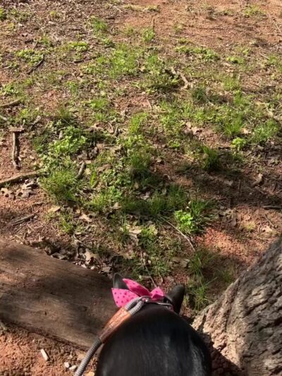 Lively Jogging Trail - Irving, TX