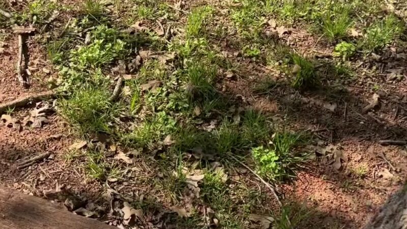 Lively Jogging Trail - Irving, TX