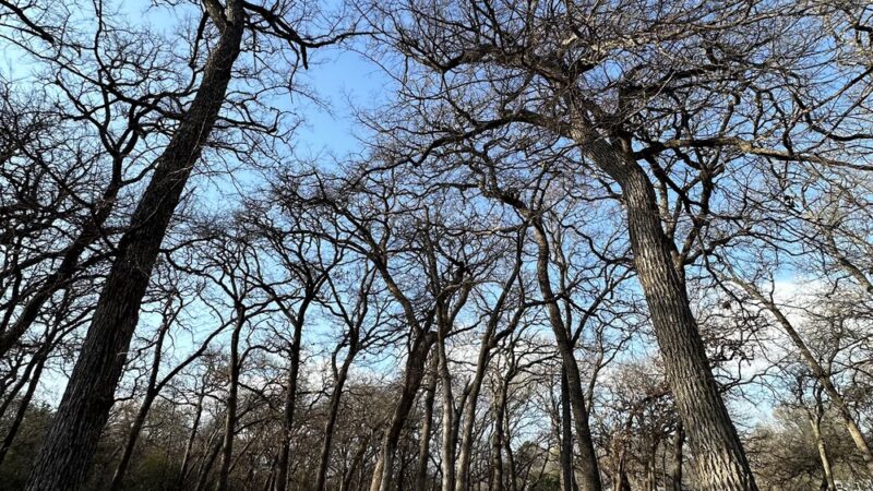 Lively Jogging Trail - Irving, TX