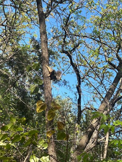 Lively Jogging Trail - Irving, TX