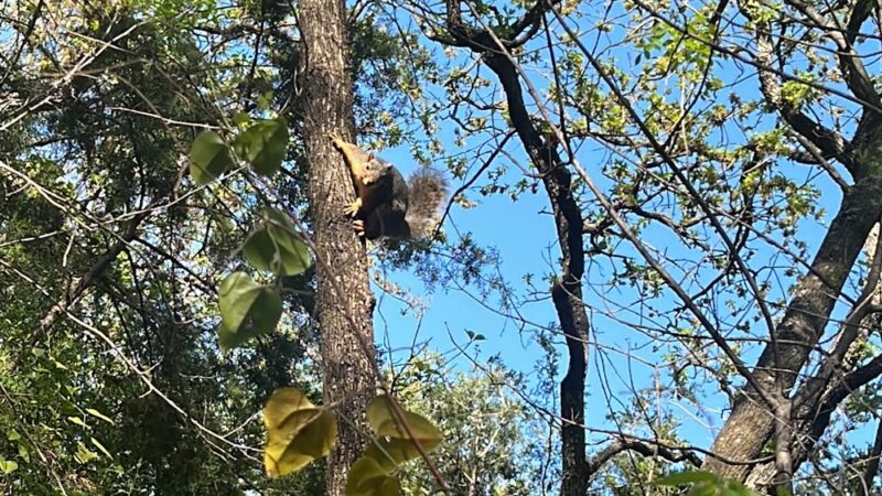Lively Jogging Trail - Irving, TX