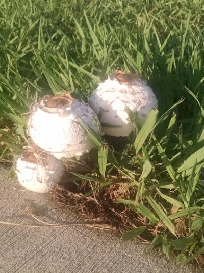 Markwood Park - Irving, TX