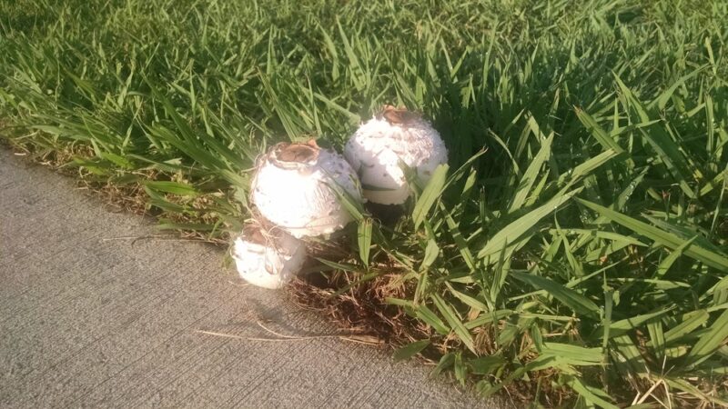 Markwood Park - Irving, TX