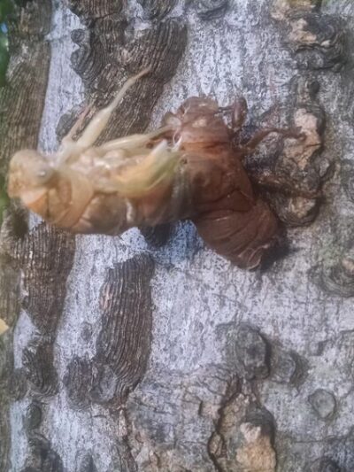 Markwood Park - Irving, TX