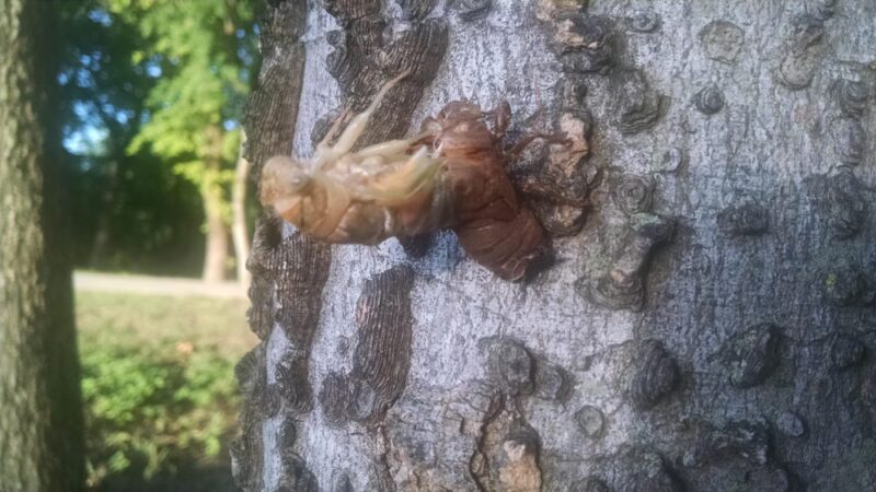 Markwood Park - Irving, TX