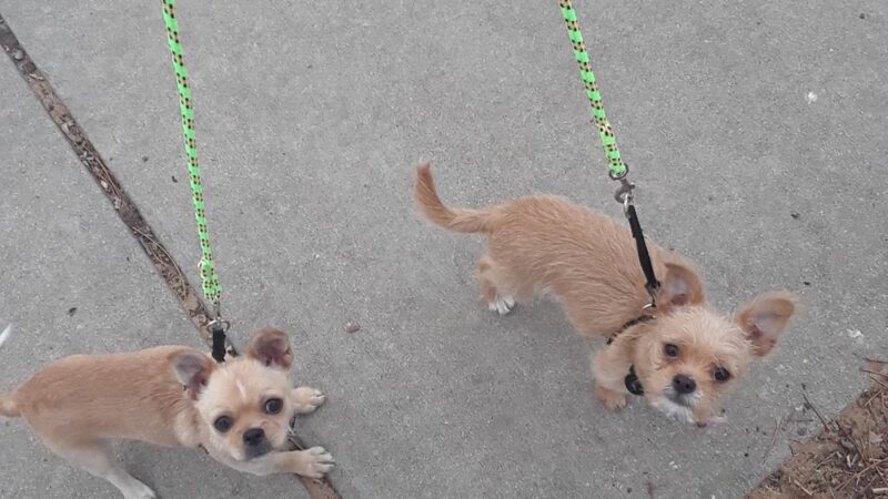 Senter East Park - Irving, TX