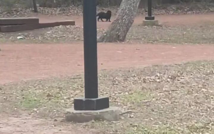 Lively Park - Irving, TX