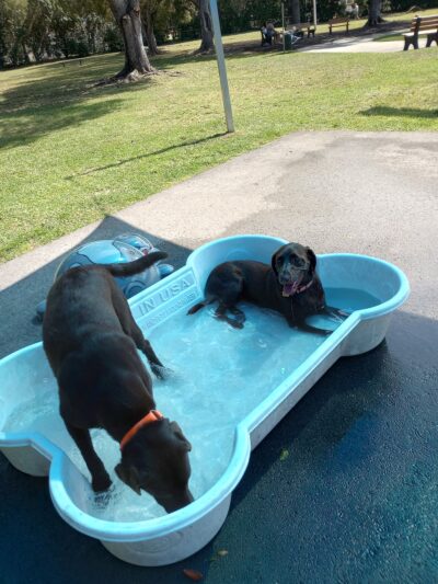 Founders Dog Park, islas moradas - Islamorada, FL