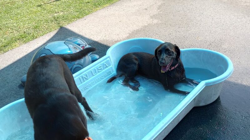 Founders Dog Park, islas moradas - Islamorada, FL