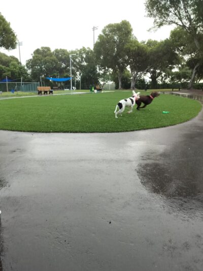 Founders Dog Park, islas moradas - Islamorada, FL