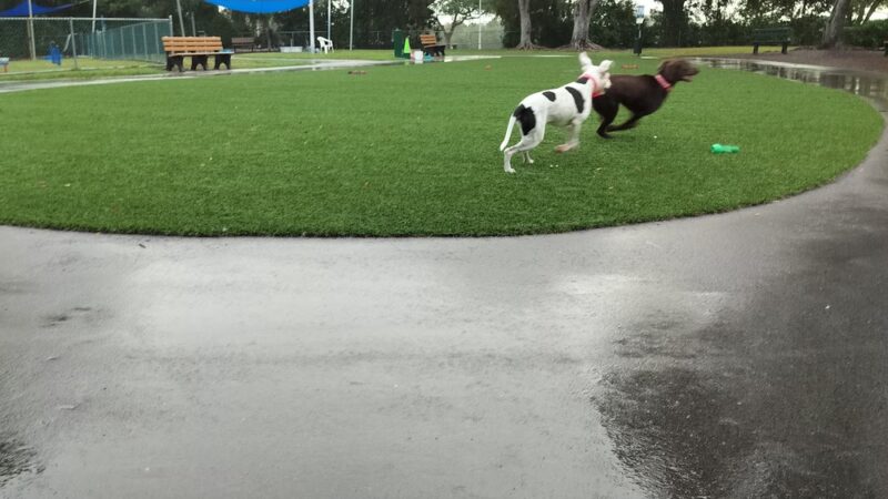 Founders Dog Park, islas moradas - Islamorada, FL