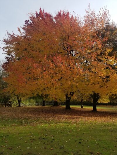 Lake Sammamish State Park Playground - Issaquah, WA