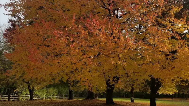 Lake Sammamish State Park Playground - Issaquah, WA