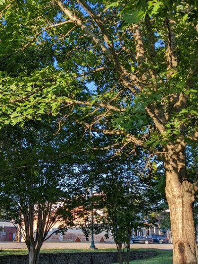 Jay Bird Park. - Iuka, MS