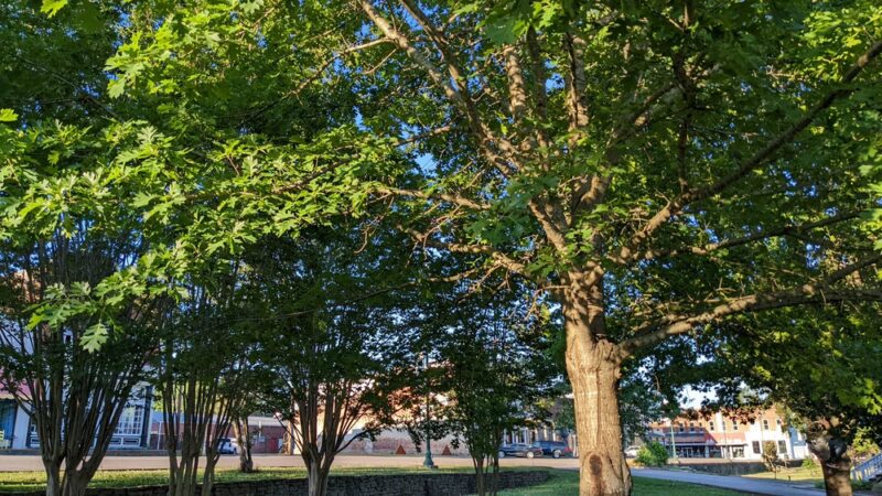 Jay Bird Park. - Iuka, MS