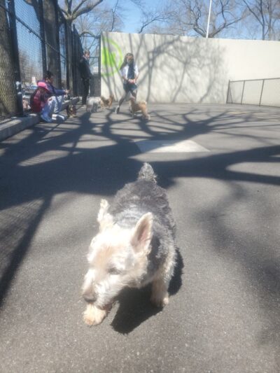 Travers Dog Run - Jackson Heights, NY