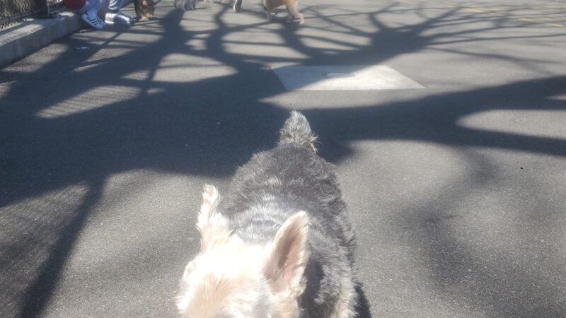 Travers Dog Run - Jackson Heights, NY