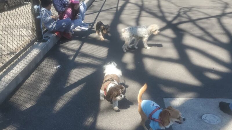 Travers Dog Run - Jackson Heights, NY