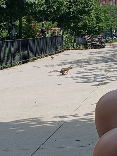 Travers Dog Run - Jackson Heights, NY