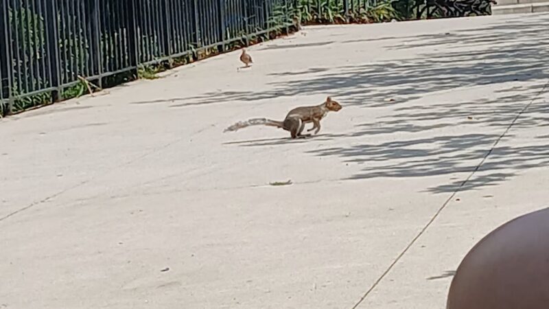 Travers Dog Run - Jackson Heights, NY
