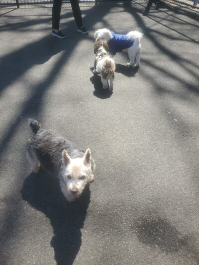 Travers Dog Run - Jackson Heights, NY