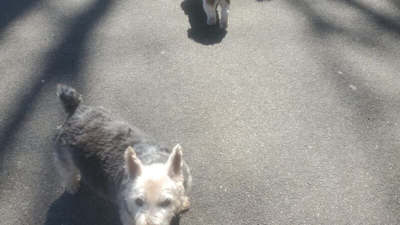 Travers Dog Run - Jackson Heights, NY