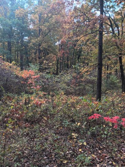 Klaus Park - Jackson, MO